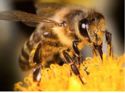 Projektový den - Letem včelím světem a Mravenčí stezkou pod širým nebem